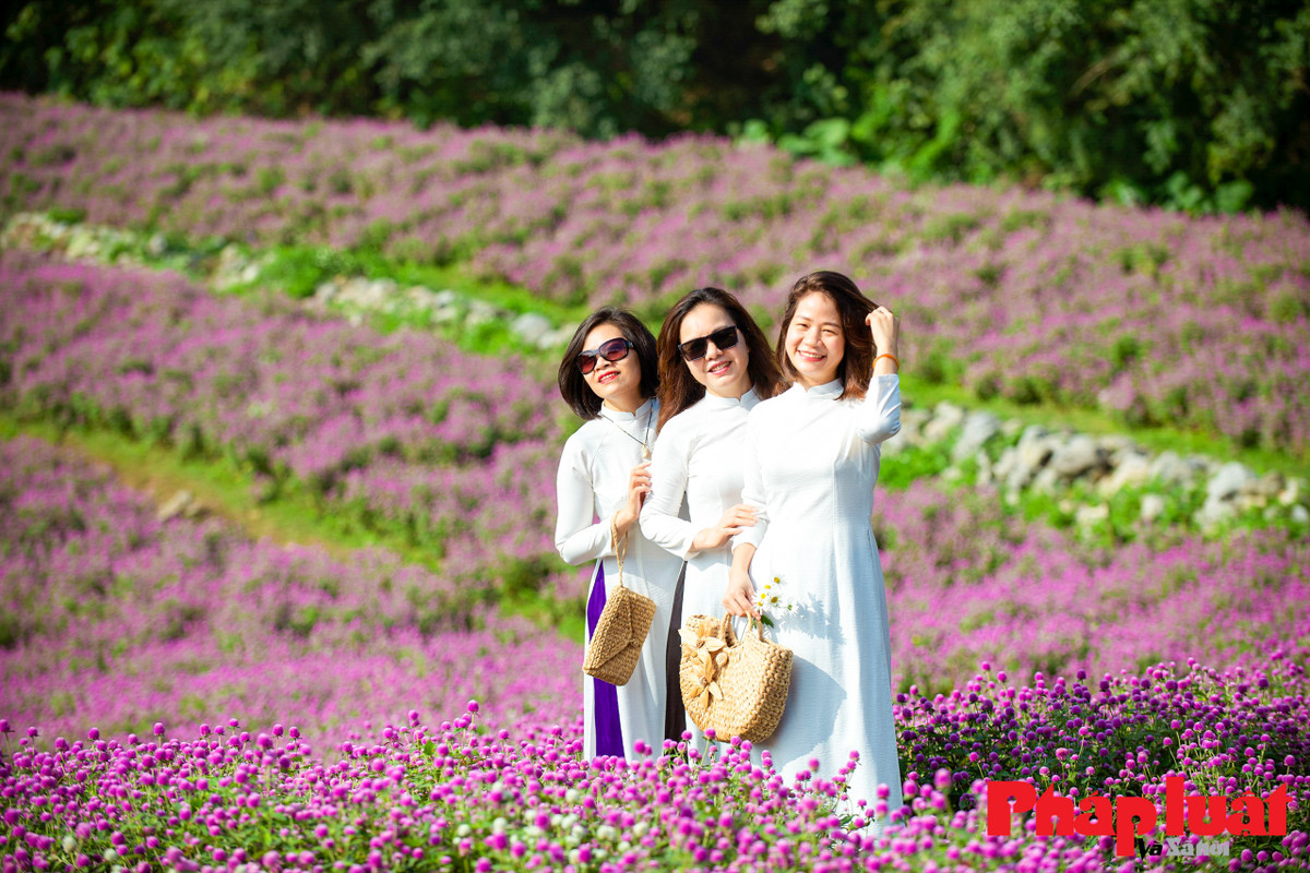 Cây được trồng và nở rộ quanh năm, nhưng thời điểm đầu đông là dịp hoa nở đẹp nhất vì mưa ít và nắng không quá gắt. Các chủ vườn thường gieo hạt từ tháng 6, sau khoảng 100 ngày cây bắt đầu nở rộ.