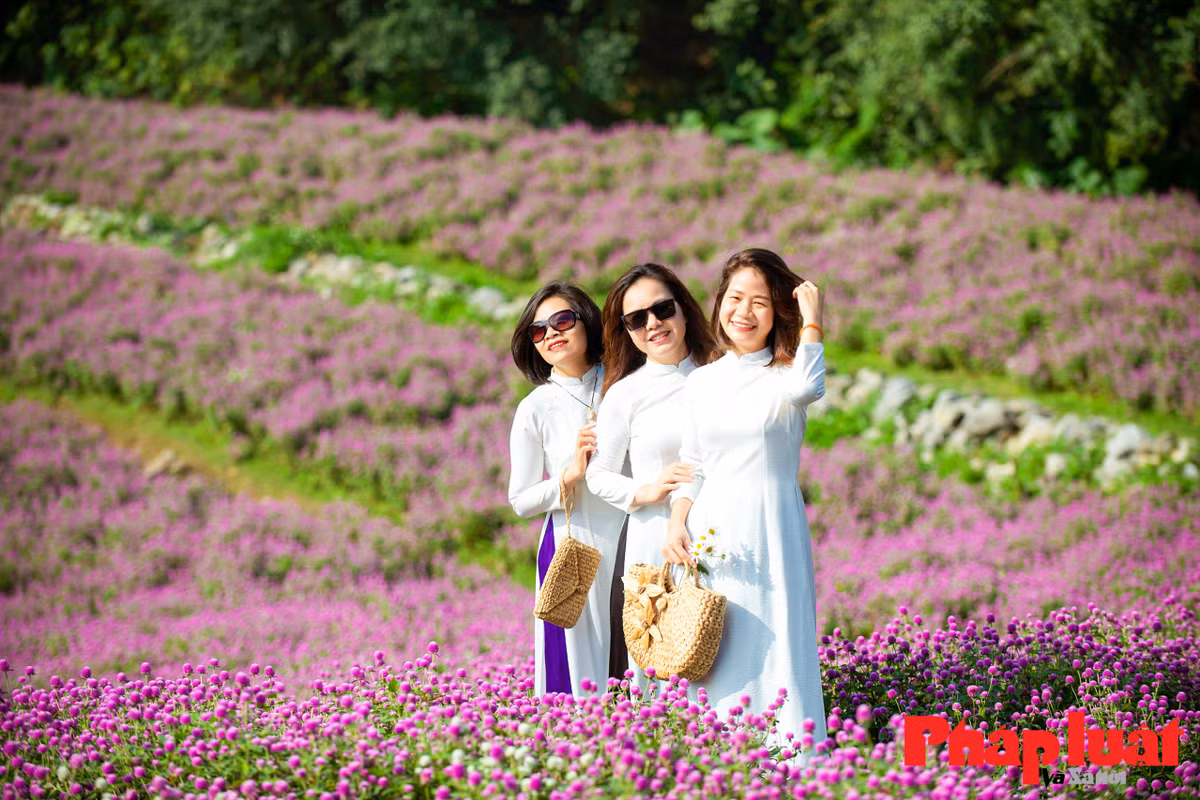 Cây được trồng và nở rộ quanh năm, nhưng thời điểm đầu đông là dịp hoa nở đẹp nhất vì mưa ít và nắng không quá gắt. Các chủ vườn thường gieo hạt từ tháng 6, sau khoảng 100 ngày cây bắt đầu nở rộ.