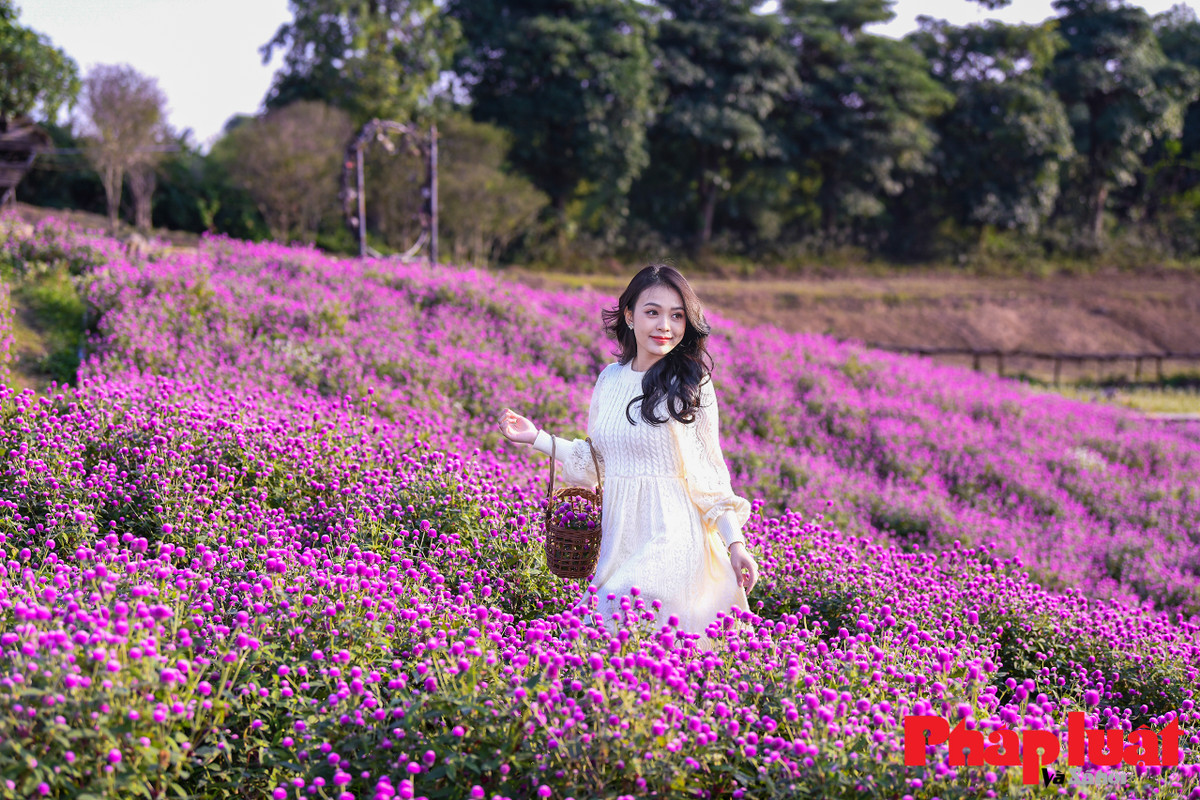 Thời điểm thích hợp nhất để có những bức ảnh đẹp với cúc bách nhật thường vào sáng sớm khi ánh nắng xiên nhẹ, hoặc cuối chiều khi trời chuyển màu hoàng hôn.