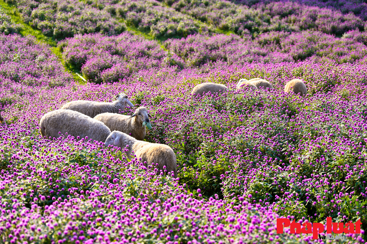 Cúc bách nhật được trồng trên các sườn thoải, kết hợp mô hình lâu đài, bánh xe, cầu gỗ cùng với đàn cừu nhỏ khiến nhiều du khách liên tưởng đến cánh đồng hoa tại châu Âu