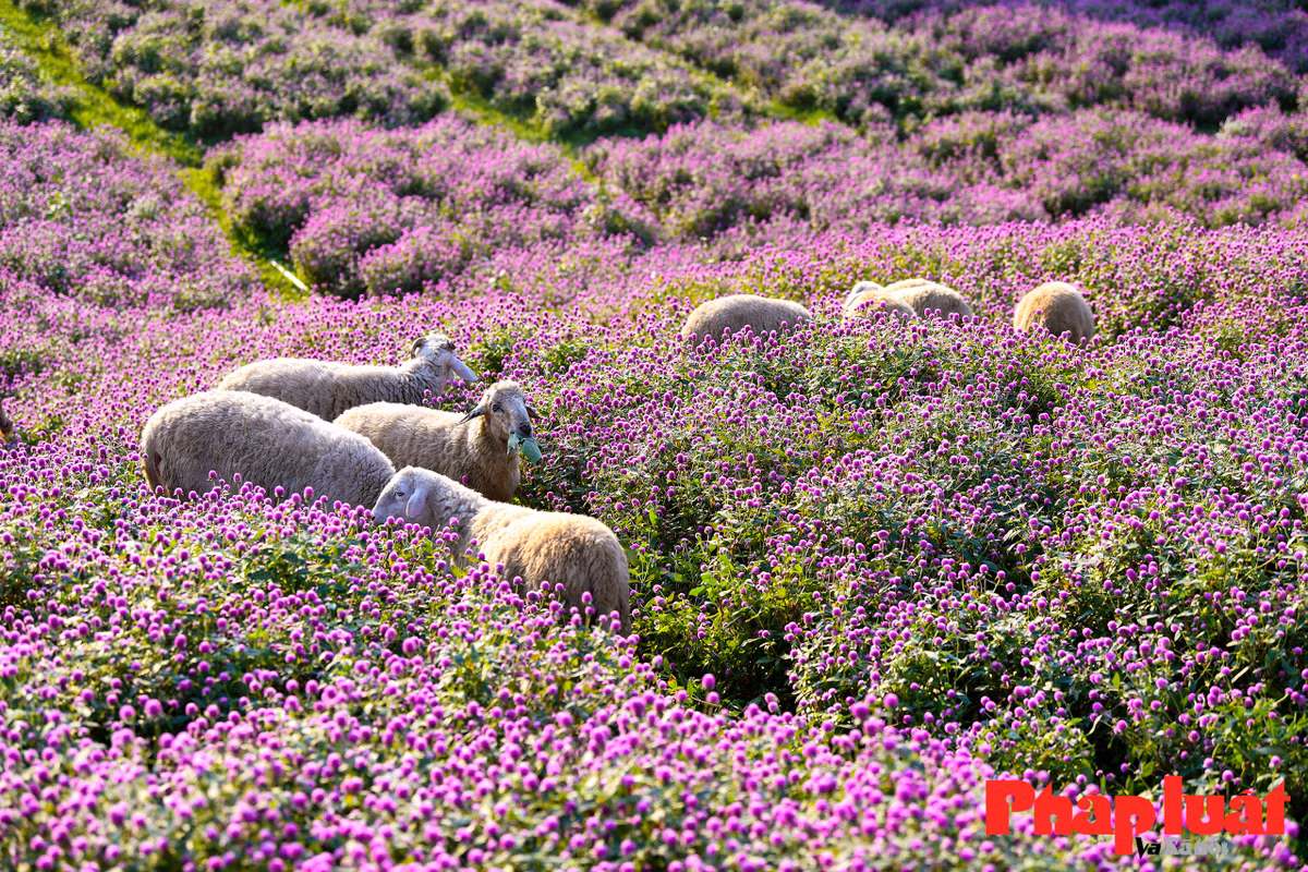 Cúc bách nhật được trồng trên các sườn thoải, kết hợp mô hình lâu đài, bánh xe, cầu gỗ cùng với đàn cừu nhỏ khiến nhiều du khách liên tưởng đến cánh đồng hoa tại châu Âu