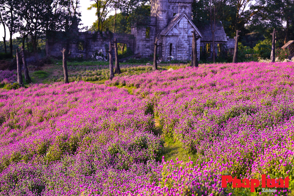 "Từ khi gieo hạt đến khi ra hoa từ 4 đến 4,5 tháng, từ khi hoa nở đến khi hoa tàn được khoảng 3 tháng. Lúc đầu cây bánh tẻ thì hoa màu hồng tím đậm, sau thì sẽ nhạt dần" - anh Hùng nói thêm.