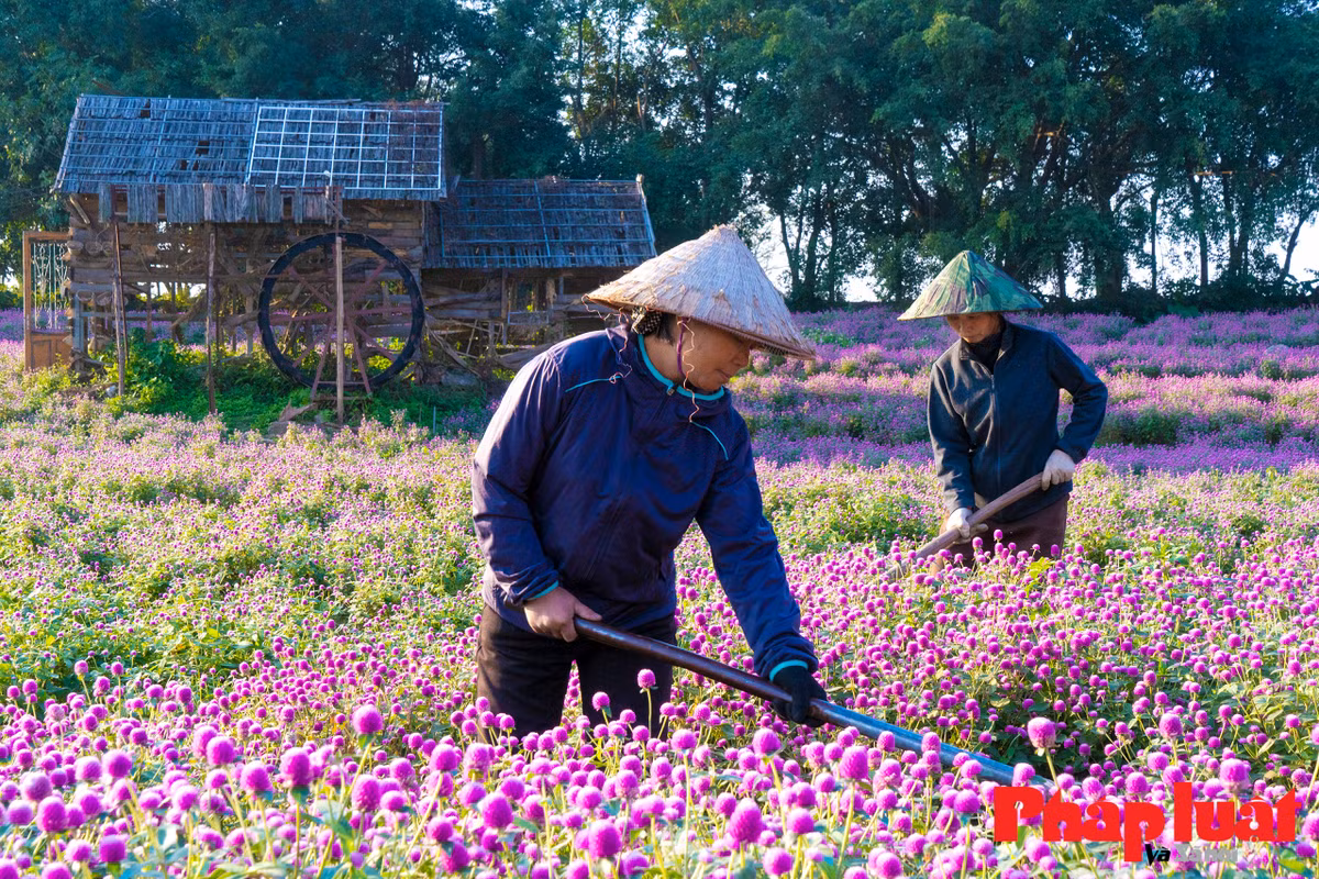 Theo anh Hùng, tuy hoa bách nhật là loài hoa ngoại nhập nhưng phù hợp với khí hậu miền Bắc nên cây sinh trưởng khá tốt. Cây khi đạt độ cao nhất là khoảng 80 - 90cm, mỗi cây ra khoảng 50 - 70 bông hoa.