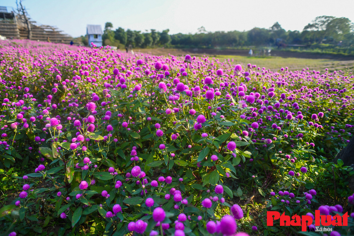 Khu vườn rộng hơn 10.000m2 với khoảng 150.000 cây hoa bách nhật trong Thảo nguyên hoa Long Biên (Thạch Cầu, Long Biên) thu hút các bạn trẻ đến tham quan, chụp ảnh.