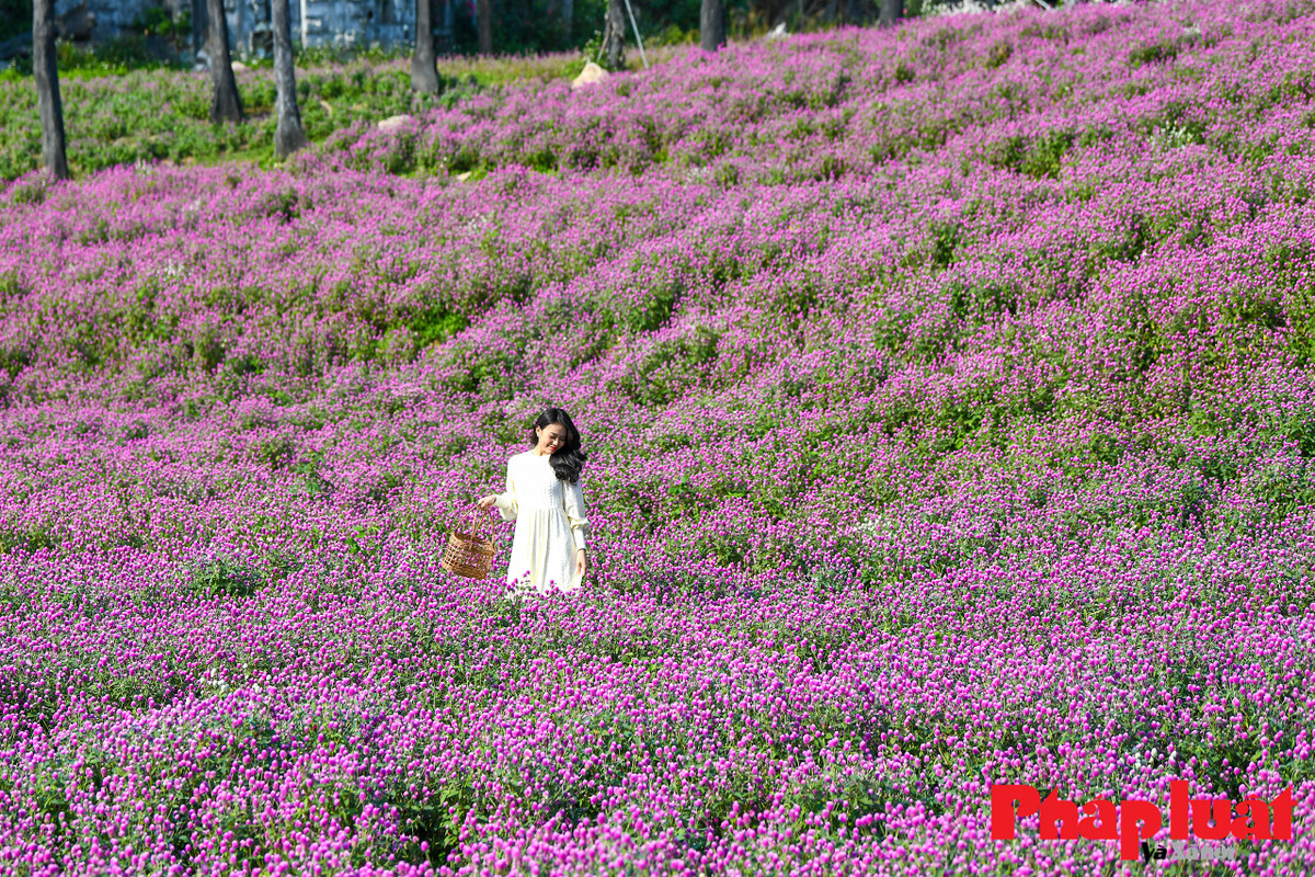 Những ngày vừa qua, hình ảnh về vườn hoa bách nhật này xuất hiện trên mạng xã hội và thu hút nhiều bạn trẻ tìm tới tham quan, chụp ảnh.