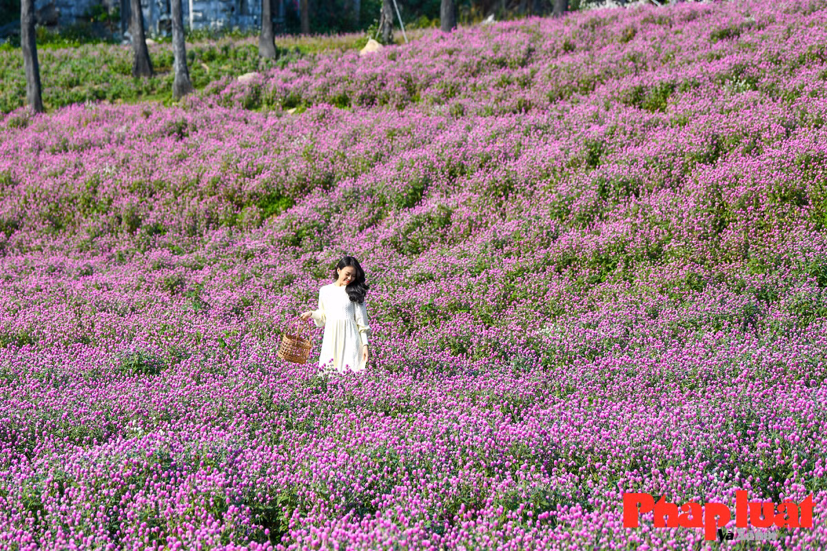 Những ngày vừa qua, hình ảnh về vườn hoa bách nhật này xuất hiện trên mạng xã hội và thu hút nhiều bạn trẻ tìm tới tham quan, chụp ảnh.