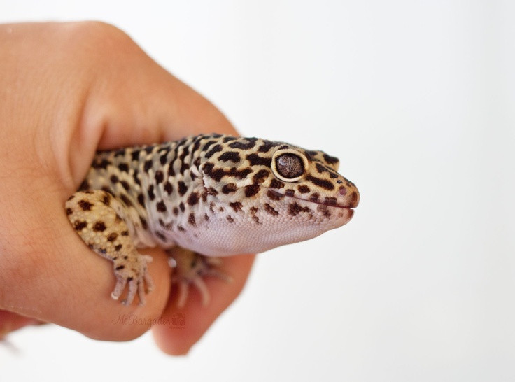 Loài bò sát này được coi là một vật cưng lý tưởng vì chúng có kích thước nhỏ nhắn (dài chừng 25cm tính cả đuôi khi lớn), dễ nuôi, thân thiện với con người.