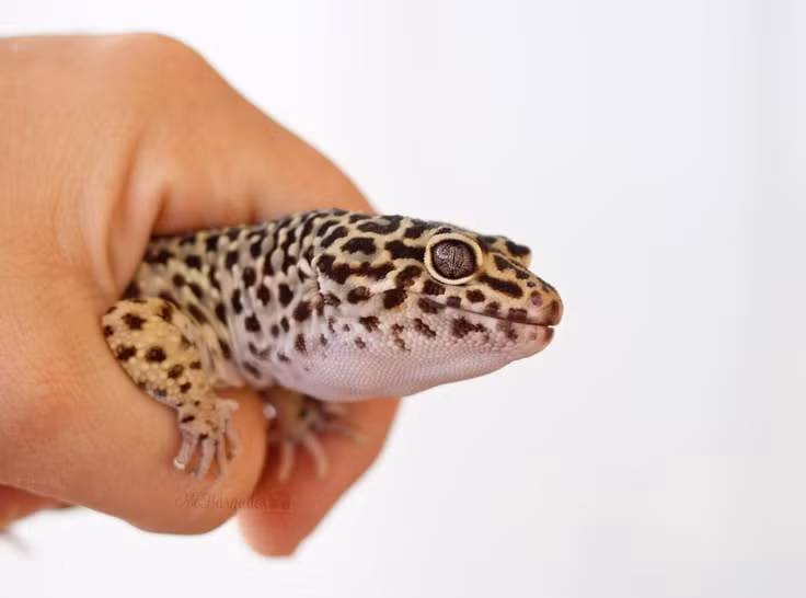 Loài bò sát này được coi là một vật cưng lý tưởng vì chúng có kích thước nhỏ nhắn (dài chừng 25cm tính cả đuôi khi lớn), dễ nuôi, thân thiện với con người.