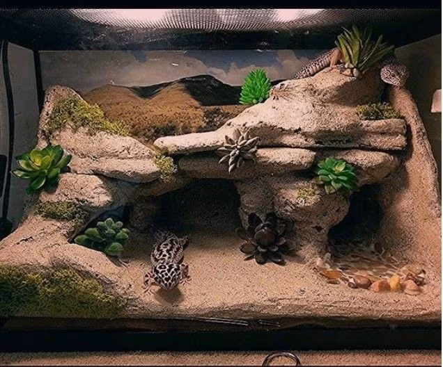 Là loài bò sát hay trú ẩn, bể nuôi của chúng cần có các hang hốc nhân tạo.
