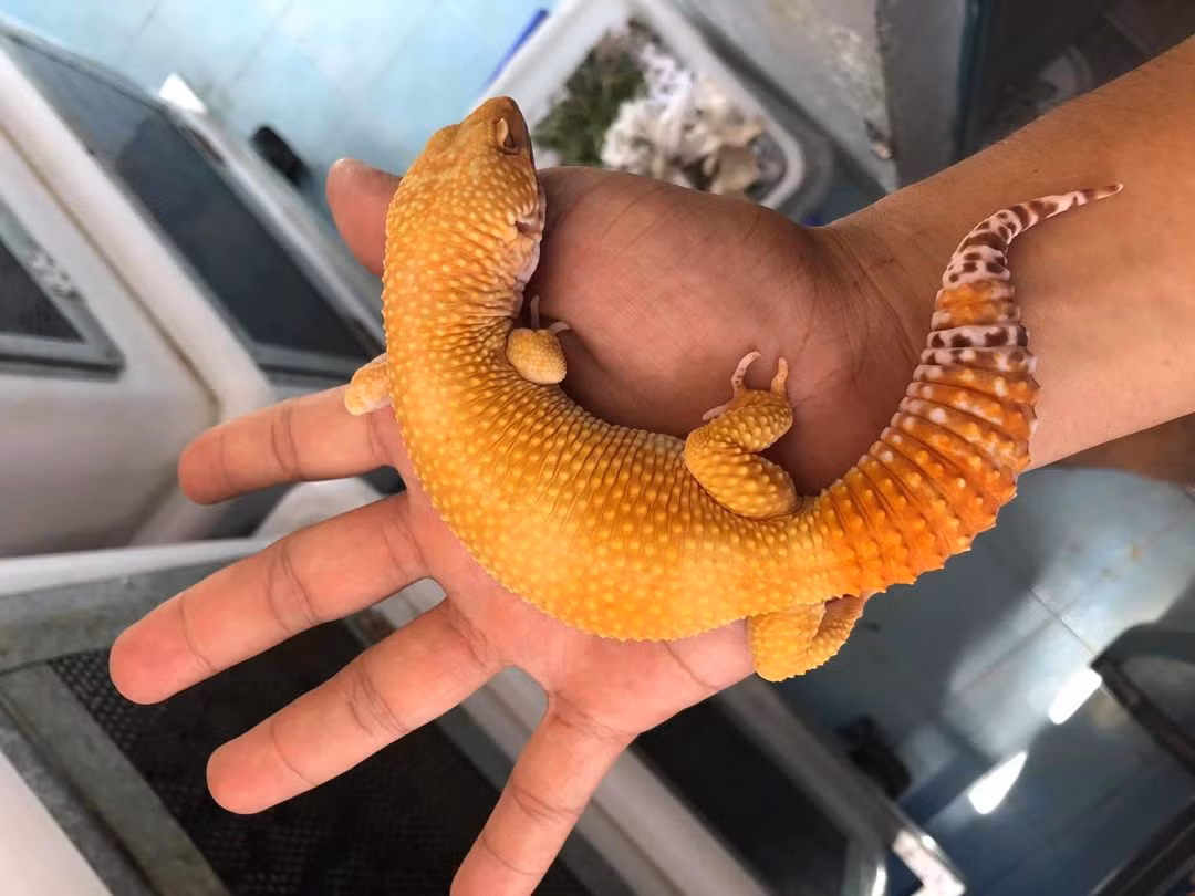 Theo những người có kinh nghiệm, thằn lằn báo đốm là loài bò sát dễ sinh sản, con non dễ nuôi.