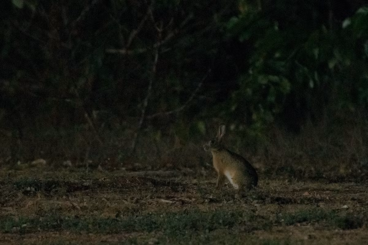 Trên thế giới, thỏ nâu được ghi nhận ở Nam Trung Quốc, Ấn Độ, Malaysia, Thái Lan, Campuchia và Lào. Từ lâu nay, cư dân địa phương đã săn bắt loài thỏ này để lấy da lông và thịt. Một con thỏ có thể cho 0,2-0,3 m2 da lông, 0,8-1 kg thịt. Ảnh: Chotipong Sinayruraj.