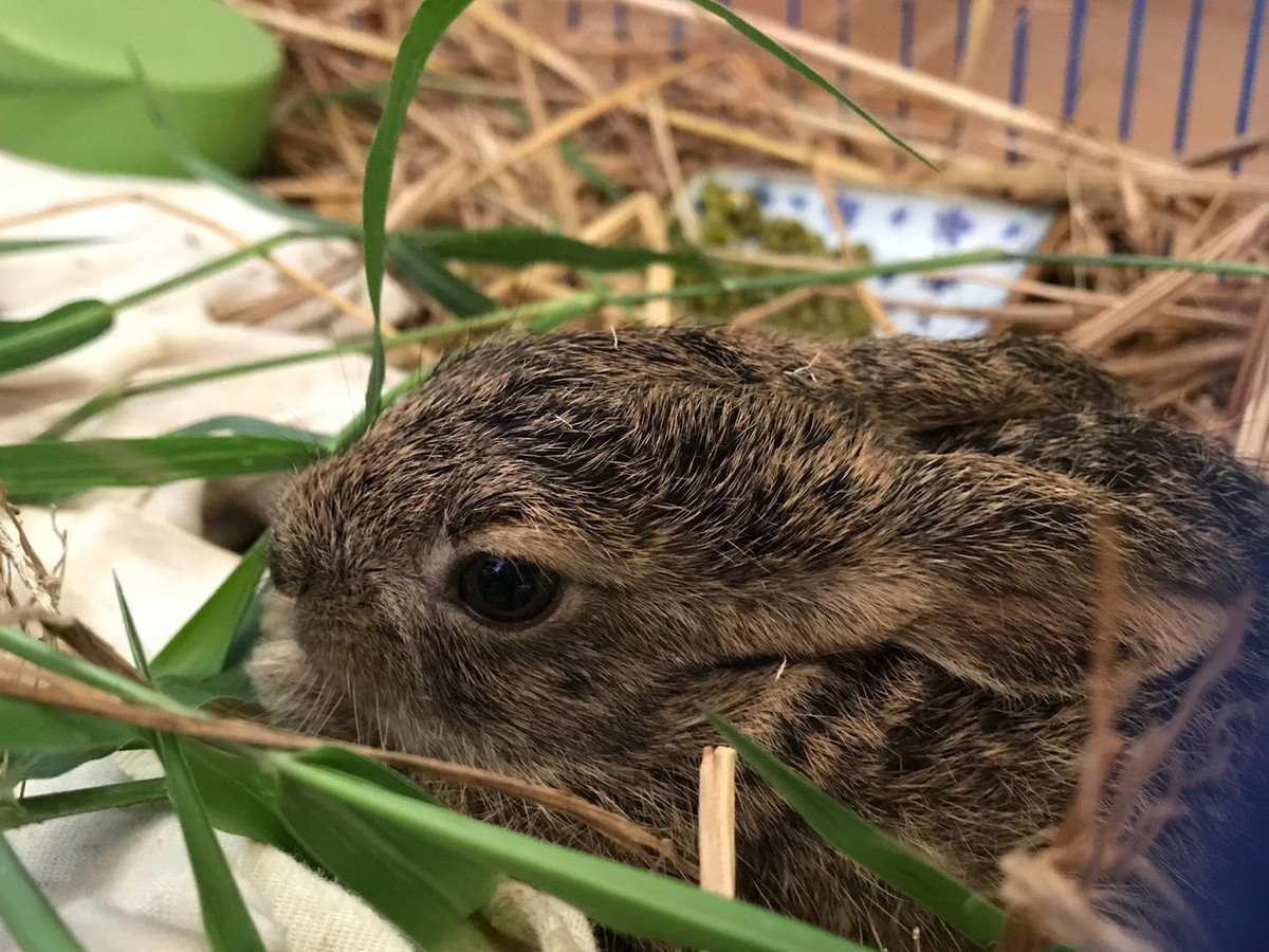 Hiện nay, số lượng thỏ nâu ở Việt Nam, đặc biệt là các tỉnh Tây Nguyên, còn nhiều. Khả năng phát triển tự nhiên của thỏ tốt. Các chuyên gia khuyến nghị cần khoanh nuôi thỏ để tăng nguồn thu lâm sản. Ảnh: robarbaqui.