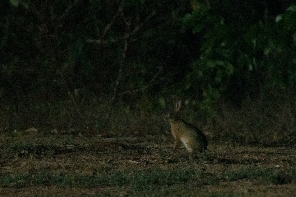 Trên thế giới, thỏ nâu được ghi nhận ở Nam Trung Quốc, Ấn Độ, Malaysia, Thái Lan, Campuchia và Lào. Từ lâu nay, cư dân địa phương đã săn bắt loài thỏ này để lấy da lông và thịt. Một con thỏ có thể cho 0,2-0,3 m2 da lông, 0,8-1 kg thịt. Ảnh: Chotipong Sinayruraj.