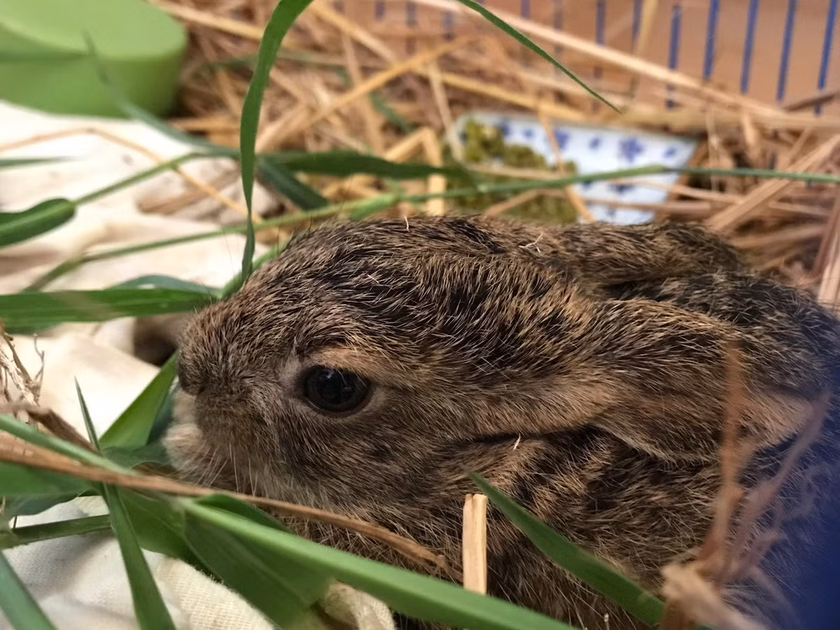 Hiện nay, số lượng thỏ nâu ở Việt Nam, đặc biệt là các tỉnh Tây Nguyên, còn nhiều. Khả năng phát triển tự nhiên của thỏ tốt. Các chuyên gia khuyến nghị cần khoanh nuôi thỏ để tăng nguồn thu lâm sản. Ảnh: robarbaqui.