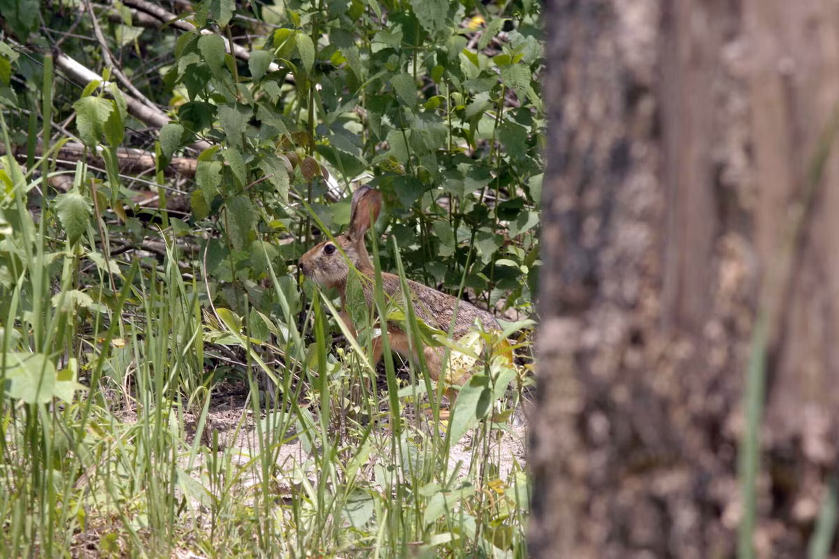 Về mặt sinh thái học, thỏ nâu sống ở rừng thưa, khu vực có trảng cỏ và cây bụi, thích hợp nhất là vùng giáp ranh giữa rừng với bãi cỏ ven nương bãi. Ảnh: Wich'yanan L.