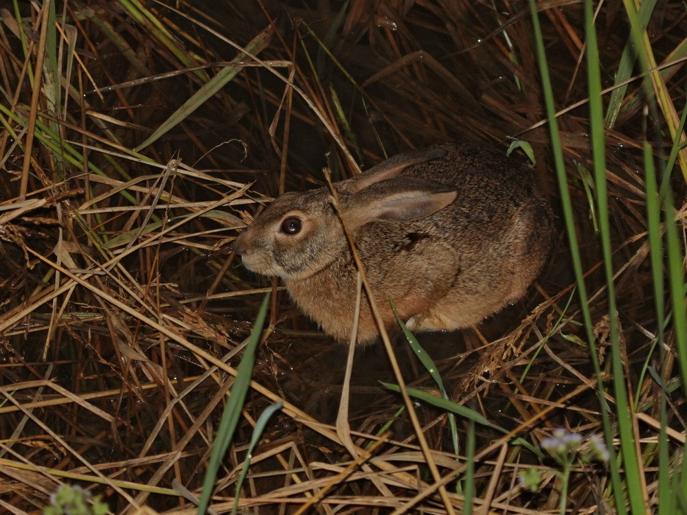 Kiếm ăn từ chập tối đến nửa đêm, thỏ nâu ăn nhiều lá chồi non của các loài thực vật rừng và cây trồng của con người. Sau khi ăn no chúng thường tập trung đùa giỡn trên bãi cỏ. Ảnh: ian_dugdale.