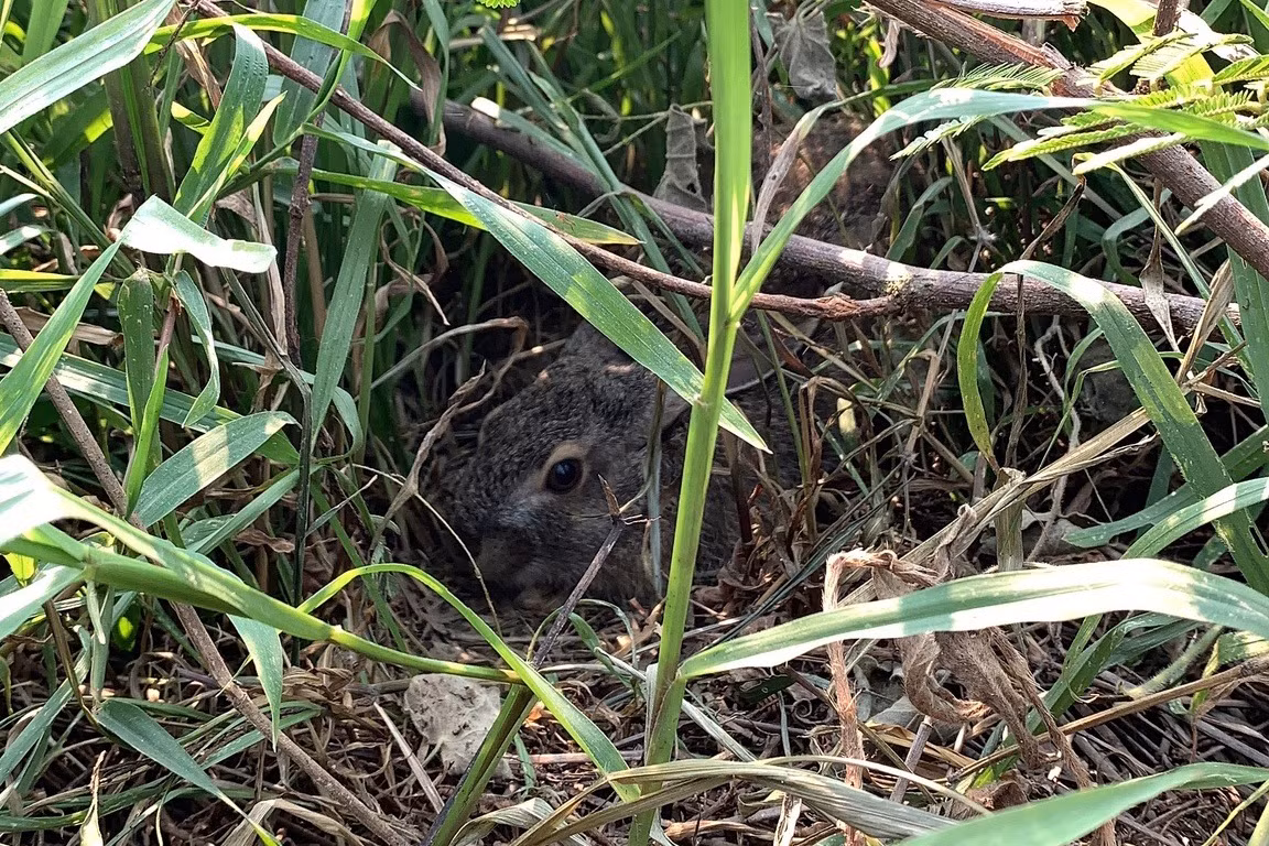 Về mặt sinh sản, thỏ nâu đẻ từ mùa xuân đến mùa thu, mỗi năm 3 - 4 lứa. Mang thai 30 ngày, mỗi lứa 2 - 4 con. Con non sau 6 tháng thì trưởng thành sinh dục. Ảnh: John Roberts.