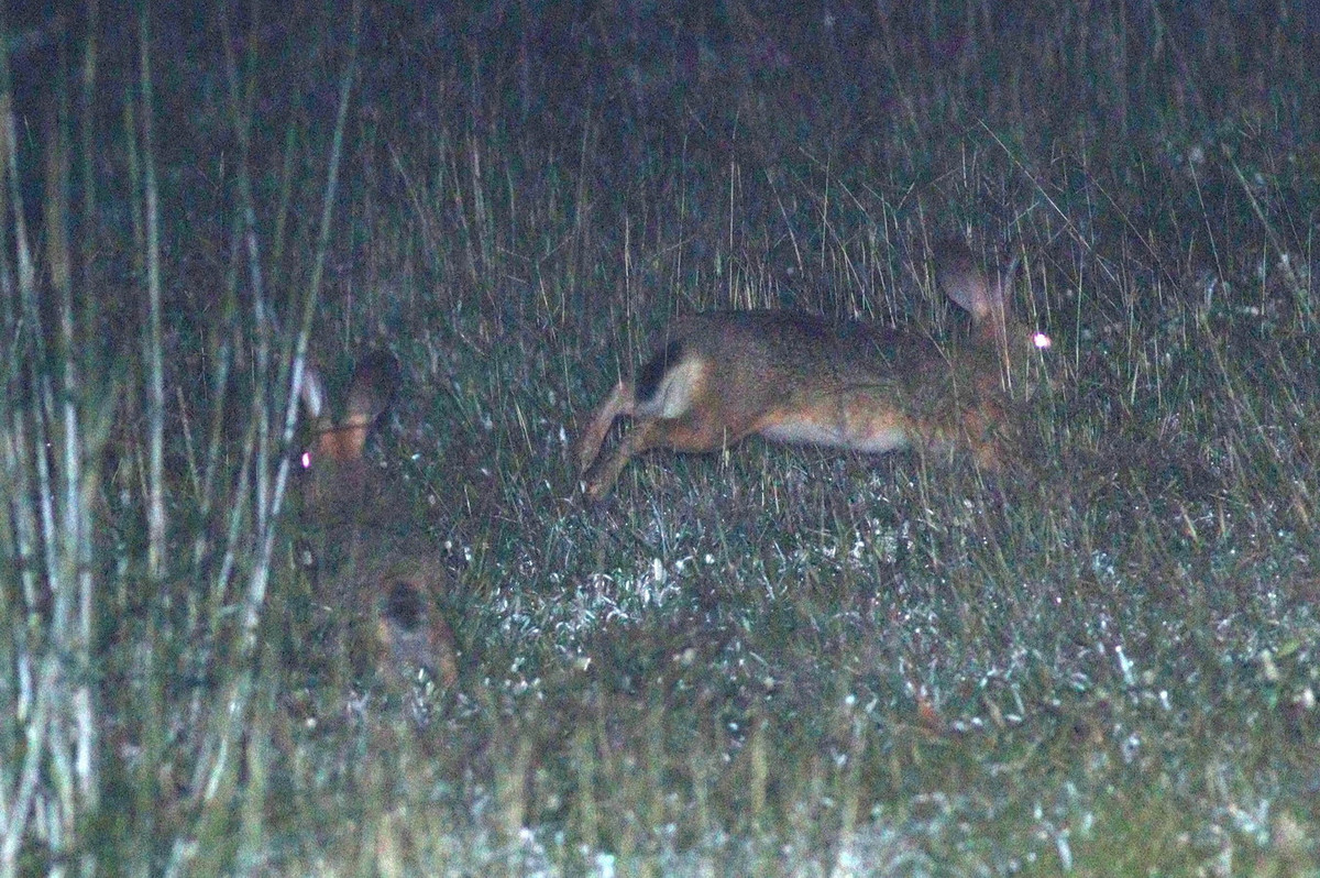 Chúng sống thành đôi hay đàn nhỏ, kiếm ăn ở khu vực trống trải, ngủ trong bụi cây. Có hệ cơ - xương linh hoạt, thỏ nâu vận động đi lại nhanh nhẹn, chạy nhanh nhưng chóng mất sức, không duy trì được tốc độ trong thời gian dài. Ảnh: Jan Ebr.