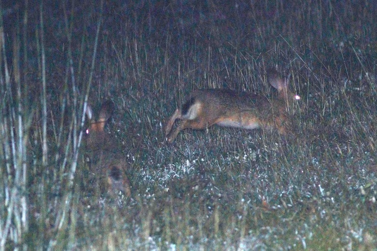 Chúng sống thành đôi hay đàn nhỏ, kiếm ăn ở khu vực trống trải, ngủ trong bụi cây. Có hệ cơ - xương linh hoạt, thỏ nâu vận động đi lại nhanh nhẹn, chạy nhanh nhưng chóng mất sức, không duy trì được tốc độ trong thời gian dài. Ảnh: Jan Ebr.