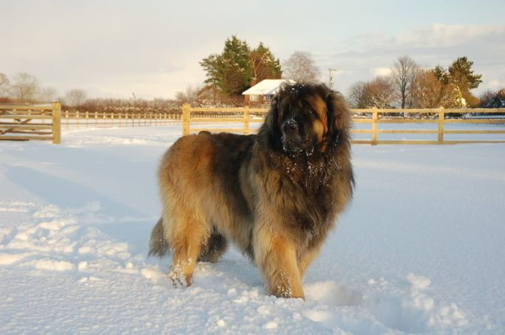 Tại Việt Nam, chó Leonberger khá hiếm, xuất hiện chủ yếu tại TP HCM.