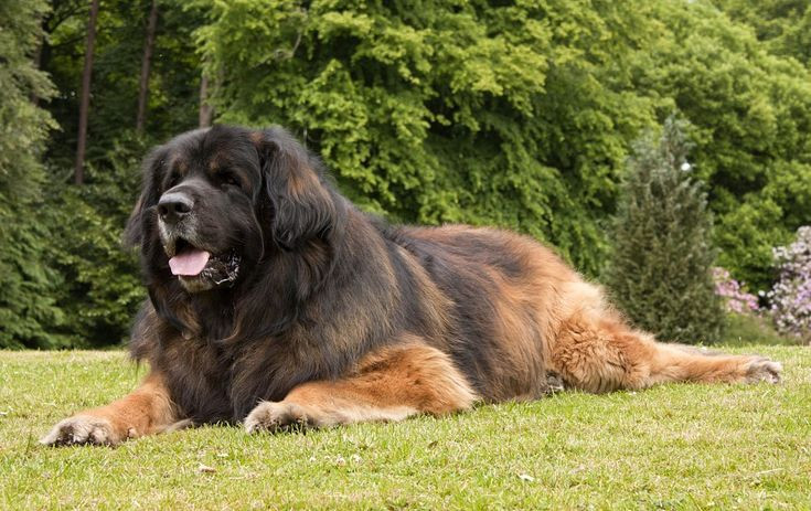 Leonberger cũng được xếp vào nhóm chó có chỉ số thông minh cao và rất trung thành, sẵn sàng bảo vệ chủ đến cùng trong tình huống khẩn cấp.