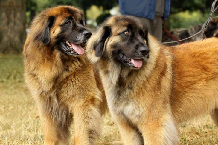 Theo những người nuôi chó, Leonberger có thể thích nghi tốt với điều kiện khí hậu Việt Nam vì chúng có thể trạng khỏe, sống được trong nhiệt độ lên tới 35 độ C.