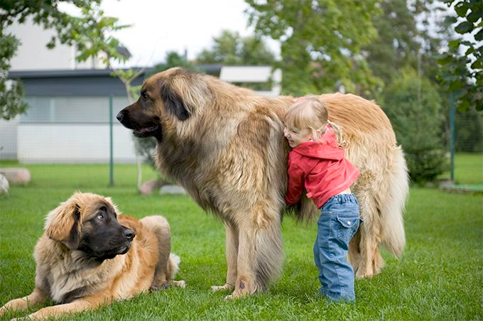  Leonberger là giống chó thuộc nhóm “tứ đại quốc khuyển” của Đức, gồm Berger, Leonberger, Rottweiler và Doberman.