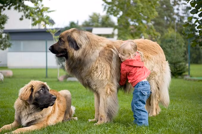 Leonberger là giống chó thuộc nhóm “tứ đại quốc khuyển” của Đức, gồm Berger, Leonberger, Rottweiler và Doberman.