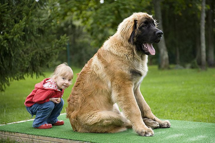 Trái với vẻ ngoài khá dữ dằn, Leonberger được đánh giá là giống chó rất thân thiện với con người, có thể làm bạn với trẻ em, người già và người tàn tật.