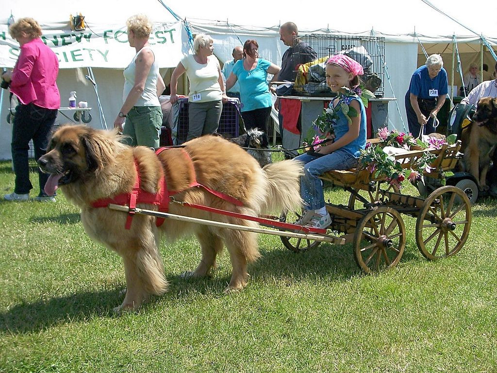 Giá của mỗi chú chó này có thể lên đến trên 10.000 USD, nếu có giấy tờ chứng minh xuất xứ và độ thuần chủng.