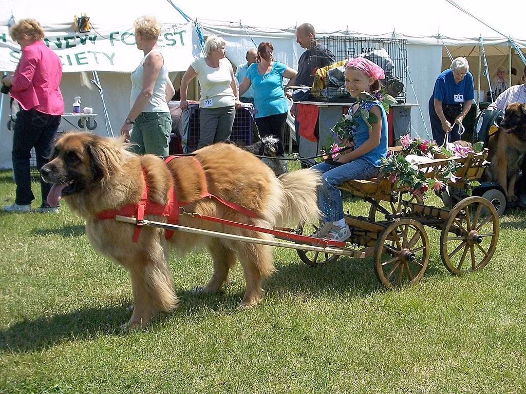 Giá của mỗi chú chó này có thể lên đến trên 10.000 USD, nếu có giấy tờ chứng minh xuất xứ và độ thuần chủng.