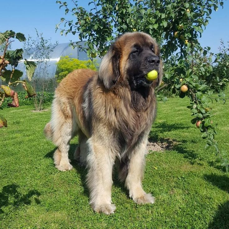 Tên gọi Leonberger có thể hiểu nôm na là sự kết hợp giữa “sư tử” (leon trong tiếng Đức) với chó béc-giê (berger) - giống chó đầu bảng của Đức.