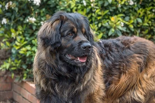 Ở Việt Nam, chỉ các “đại gia” mới đủ khả năng nuôi được những chú “sư tử Đức” này.