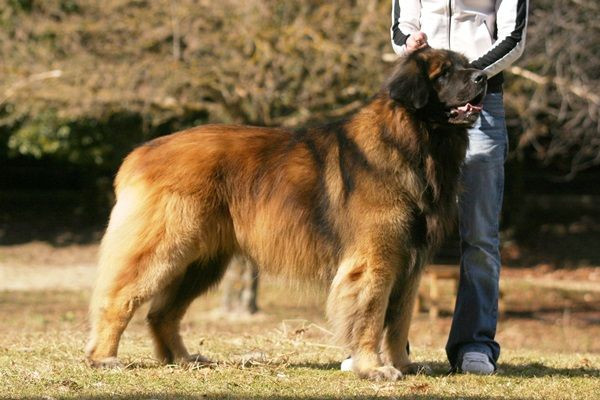 Leonberger được ví với sư tử vì chúng có tiếng sủa âm vang như sư tử gầm, bộ lông màu hung và dáng dấp oai phong như sư tử.