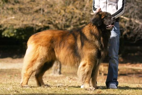 Leonberger được ví với sư tử vì chúng có tiếng sủa âm vang như sư tử gầm, bộ lông màu hung và dáng dấp oai phong như sư tử.