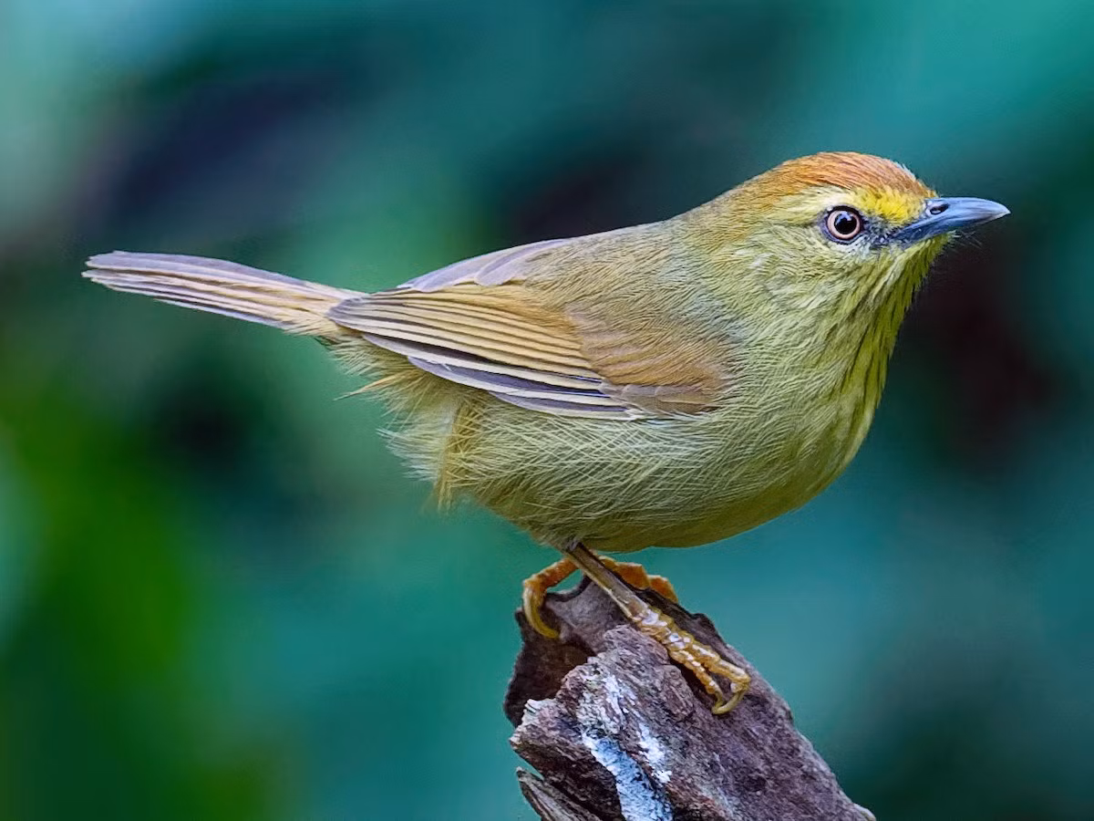 Chích chạch má vàng (Mixornis gularis) dài 12-14 cm, là loài định cư, phổ biến trong cả nước. Sinh cảnh của chúng là rừng lá rộng thường xanh, rừng rụng lá, rừng đầm lầy, rừng ngập mặn, rừng thứ sinh, cây bụi, cỏ dại.