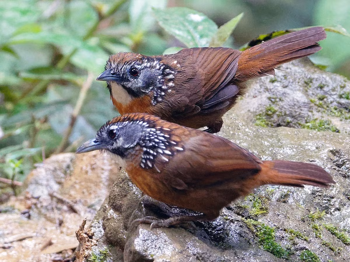 Khướu bụi đốm đỏ (Stachyris striolata) dài 16-17 cm, là loài định cư, tương đối phổ biến tại Tây Bắc, Đông Bắc, Bắc và Trung Trung Bộ. Chúng sống ở rừng lá rộng thường xanh, rừng thứ sinh, cây bụi và trảng cỏ, độ cao 50-1.550 mét, thường di chuyển theo đàn nhỏ.