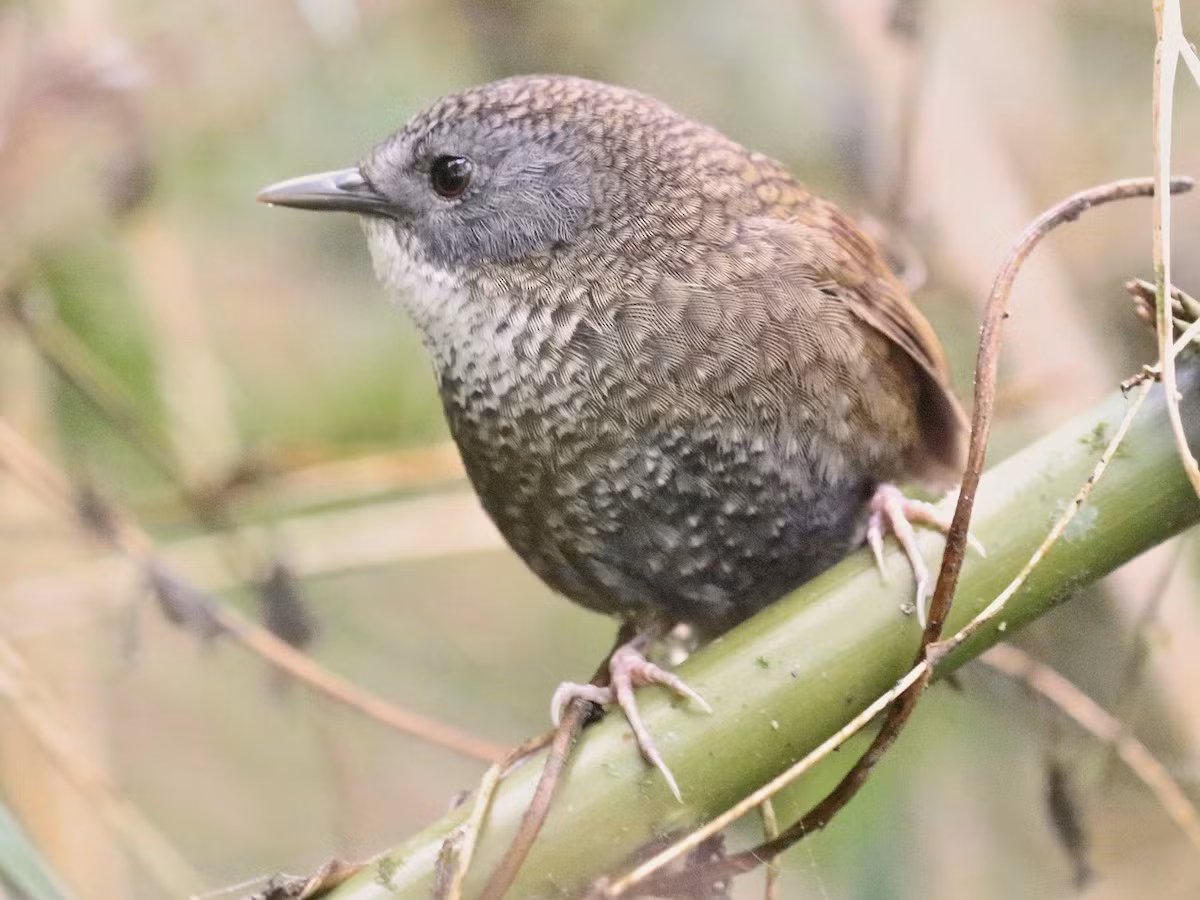 Khướu đất họng xám (Spelaeornis kinneari) dài 11-12 cm, là loài định cư, tương đối phổ biến tại Tây Bắc và phía Tây Bắc của Đông Bắc. Chúng sống ở rừng lá rộng thường xanh, rừng thứ sinh, bìa rừng, cây bụi và trảng cỏ gần rừng, độ cao 1.600-2.500 mét, luôn di chuyển gần mặt đất.