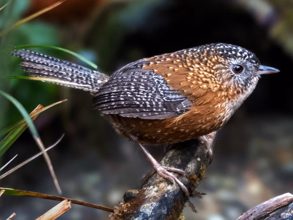 Khướu đất cánh vằn (Spelaeornis troglodytoides) dài 12-13 cm, là loài định cư, không phổ biến tại Tây Bắc. Chúng sống ở rừng lá rộng thường xanh, rừng tre nứa, độ cao 2.450-2.900 mét, luôn di chuyển gần mặt đất.