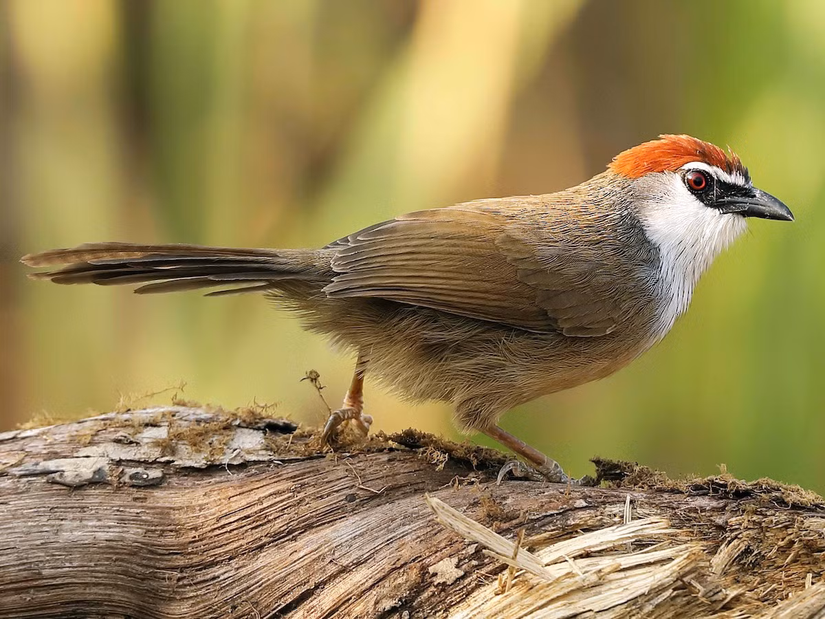 Họa mi nhỏ (Timalia pileata) dài 15-17 cm, là loài định cư, tương đối phổ biến đến không phổ biến trong cả nước. Chúng sống ở rừng thứ sinh, trảng cỏ, cây bụi.