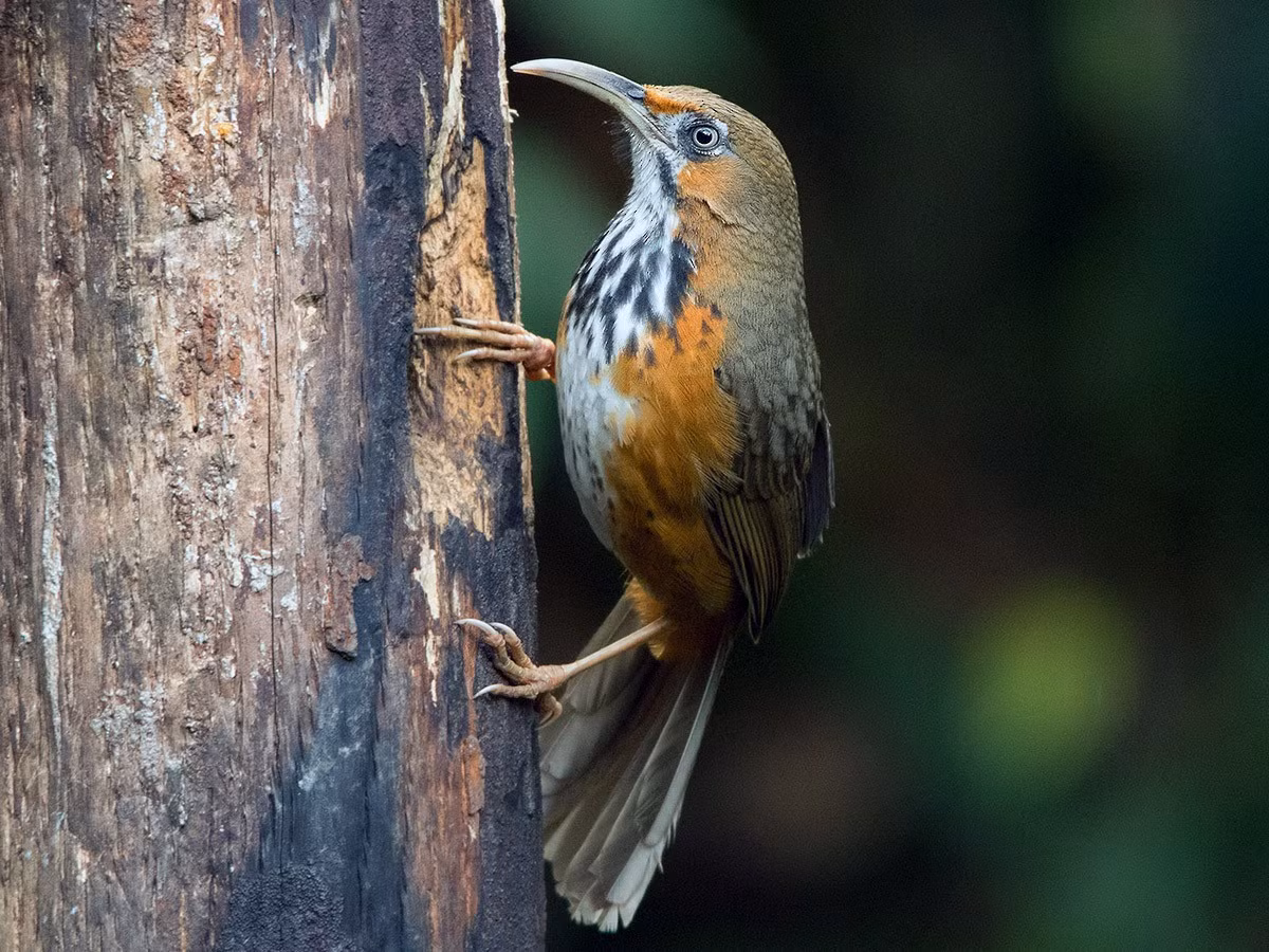 Họa mi đất họng trắng (Pomatorhinus gravivox) dài 23-25 cm, là loài định cư, tương đối phổ biến tại Tây Bắc và Đông Bắc. Chúng sống ở trảng cỏ, cây bụi, bìa rừng lá rộng thường xanh, khu vực trống trải, độ cao 1.200-2.600 mét.