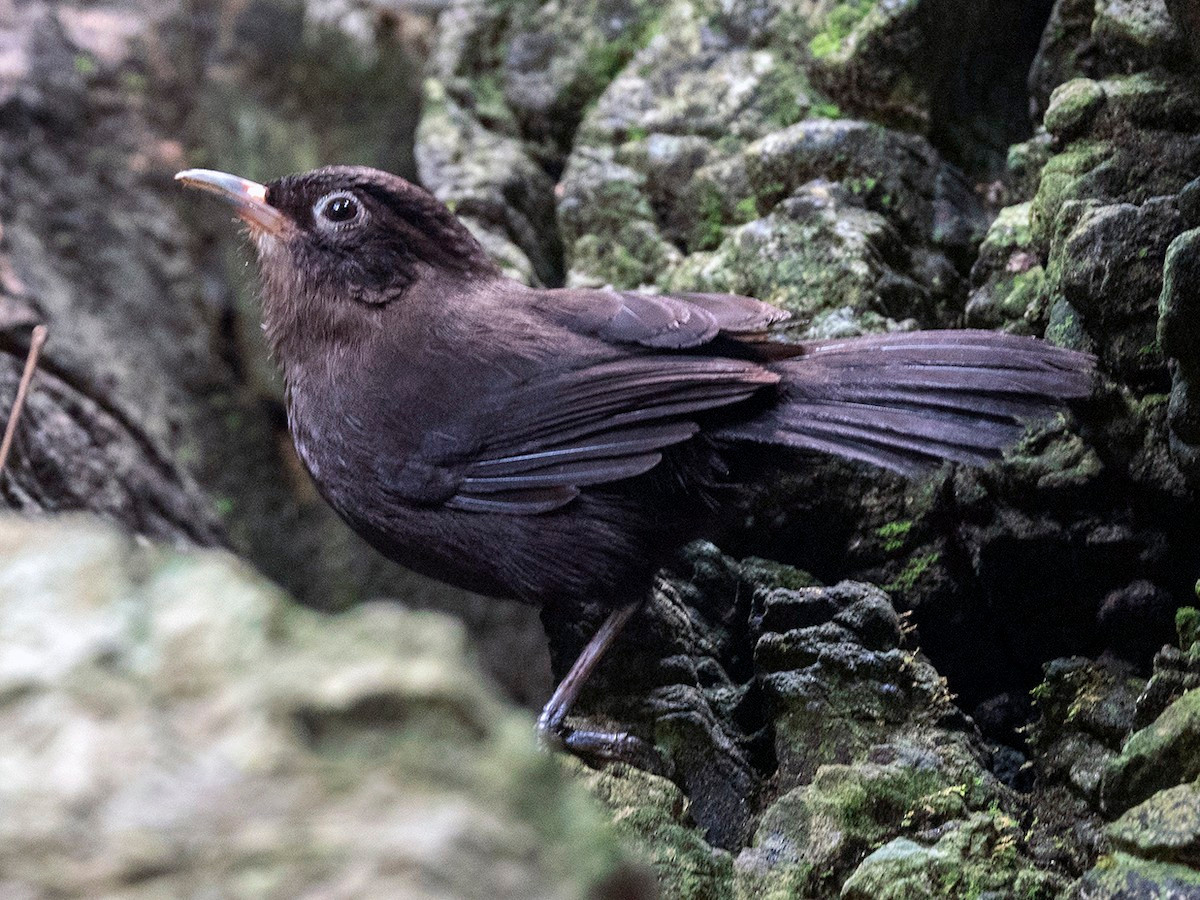 Khướu đá mun (Stachyris herberti) dài 18-19 cm, là loài định cư, tương đối phổ biến tại Trung Trung Bộ. Chúng sống ở rừng lá rộng thường xanh trên núi đá vôi, thường di chuyển theo đàn nhỏ.