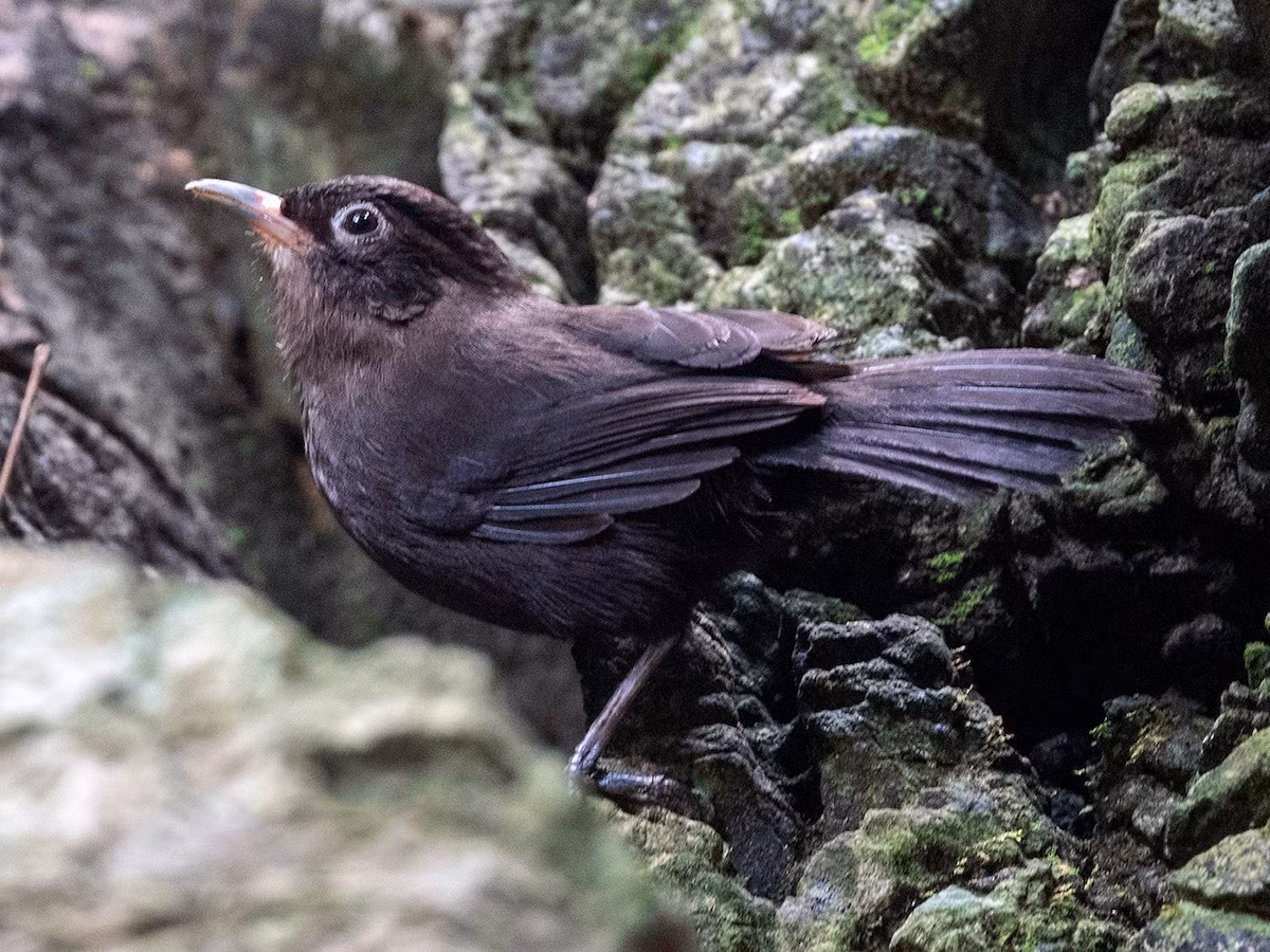 Khướu đá mun (Stachyris herberti) dài 18-19 cm, là loài định cư, tương đối phổ biến tại Trung Trung Bộ. Chúng sống ở rừng lá rộng thường xanh trên núi đá vôi, thường di chuyển theo đàn nhỏ.