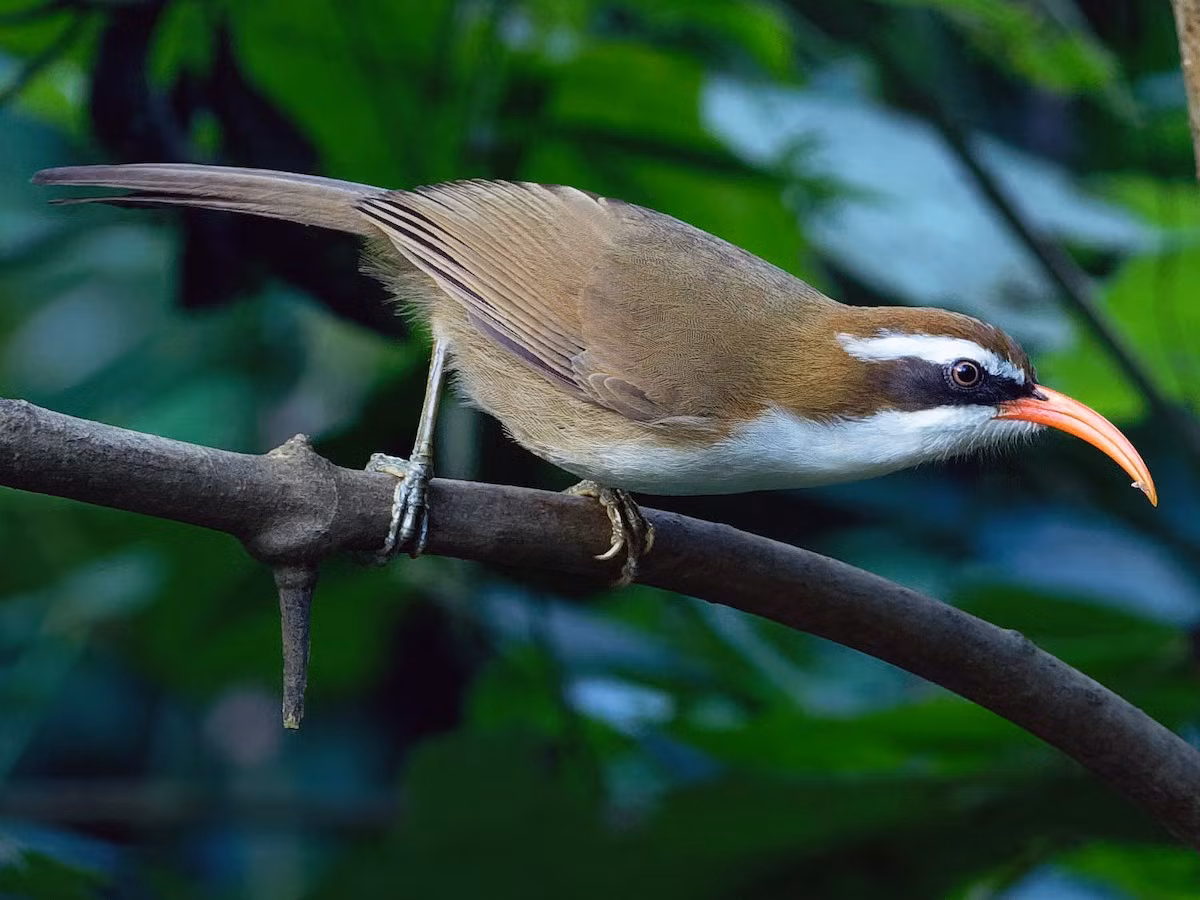 Họa mi đất mỏ đỏ (Pomatorhinus ochraceiceps) dài 22-23 cm, là loài định cư, không phổ biến tại Tây Bắc, Đông Bắc và Trung Bộ. Sinh cảnh của chúng là rừng lá rộng thường xanh, rừng tre nứa, độ cao 200-1.800 mét.