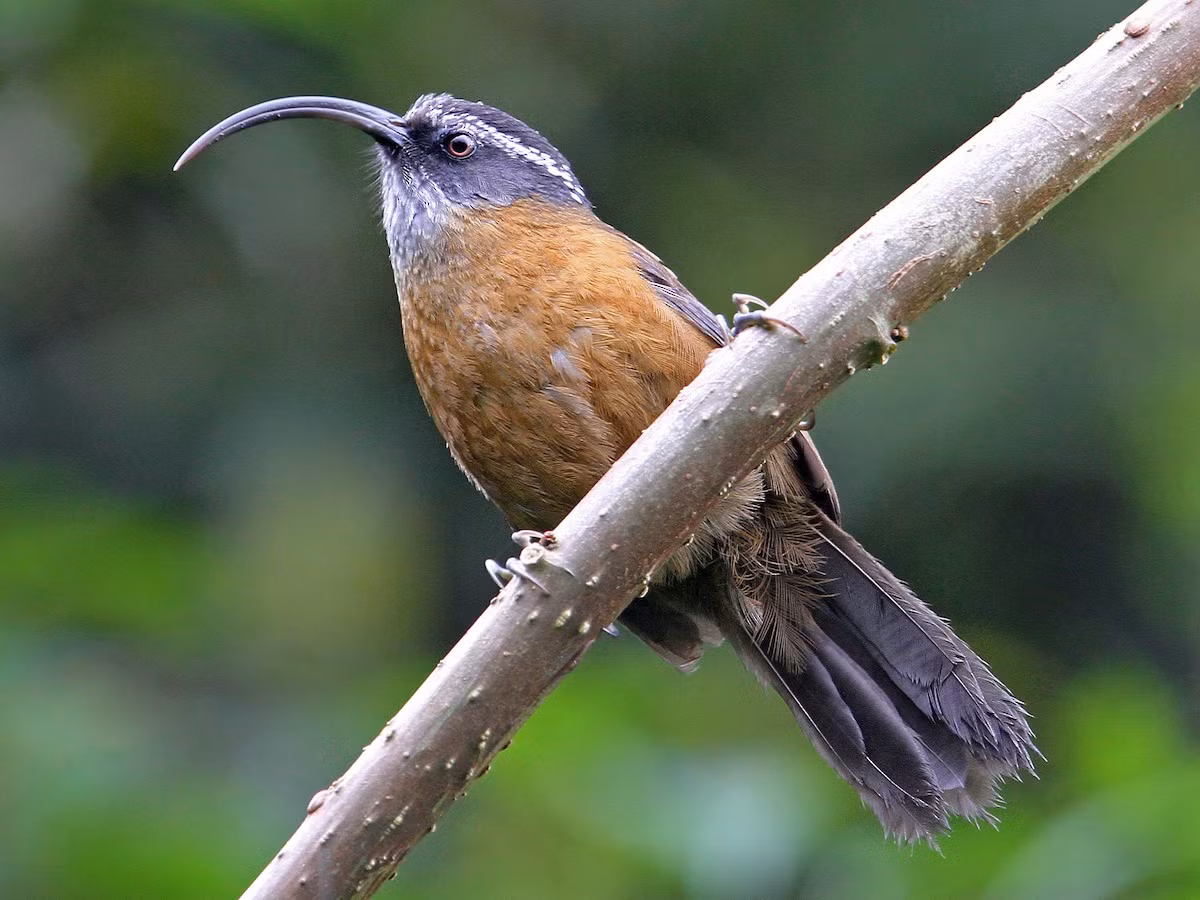  Khướu mỏ cong (Pomatorhinus superciliaris) dài 19-20 cm, là loài định cư, không phổ biến tại Tây Bắc. Chúng sống ở rừng thường xanh, rừng tre nứa, độ cao 915-2.750 mét. Ảnh: eBird.