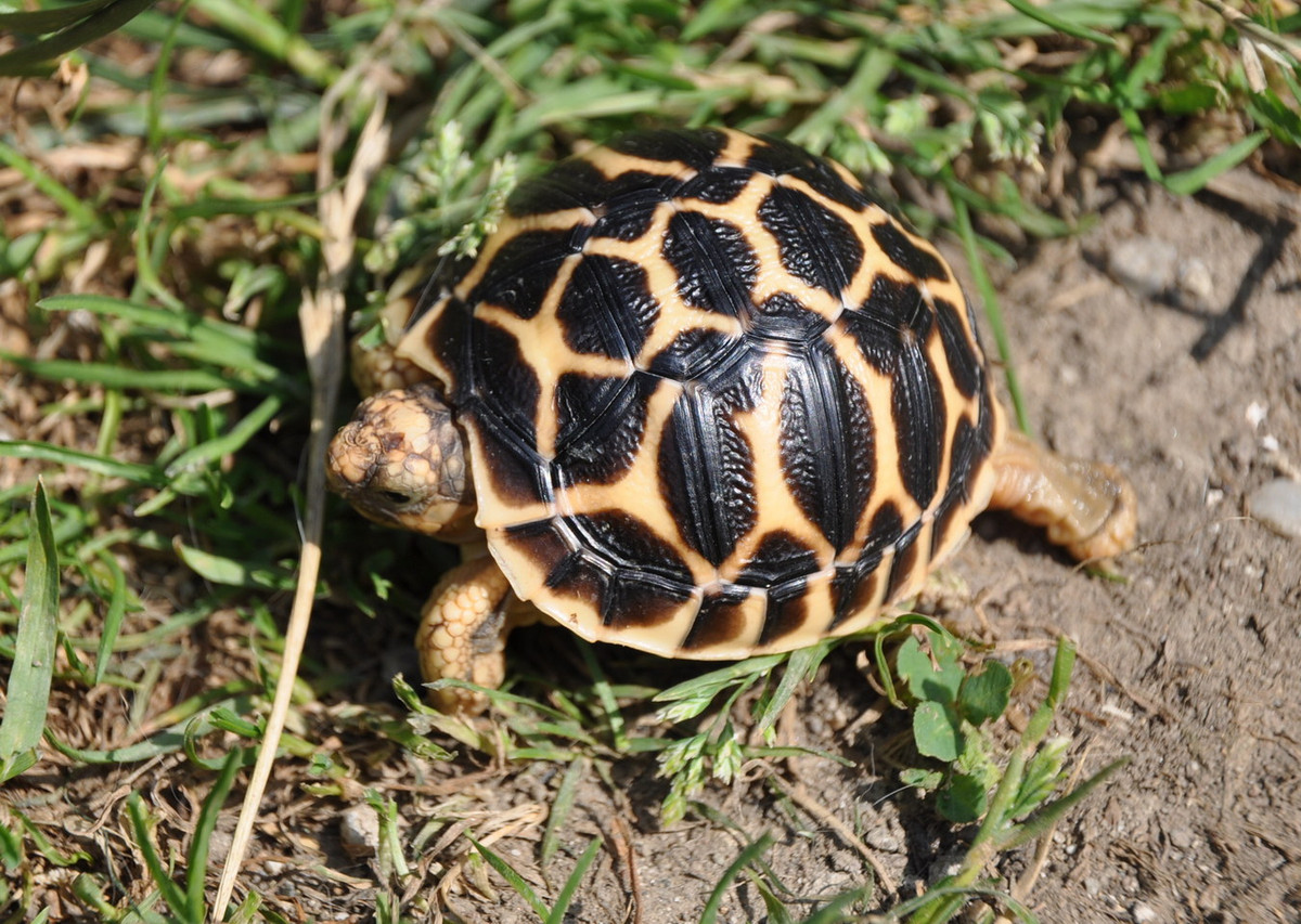 Những năm gần đây, loài rùa này đã được nhập vào Việt Nam. Chúng có giá khoảng 2,5-3,5 triệu đồng cho một chú rùa nhỏ cỡ 5-6 cm. Rùa càng có kích thước lớn, giá càng cao. Ảnh: BioLib.