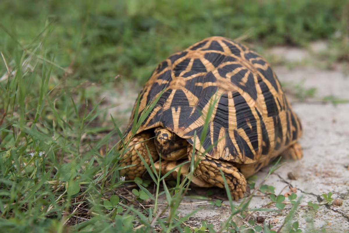 Đây là loài rùa cỡ trung bình, chiều dài mai 26-32 cm khi trưởng thành. Tên gọi của chúng xuất phát từ những hoa văn màu vàng tươi tỏa ra như ngôi sao giữa các tấm mai đen bóng. Ảnh: BioLib.