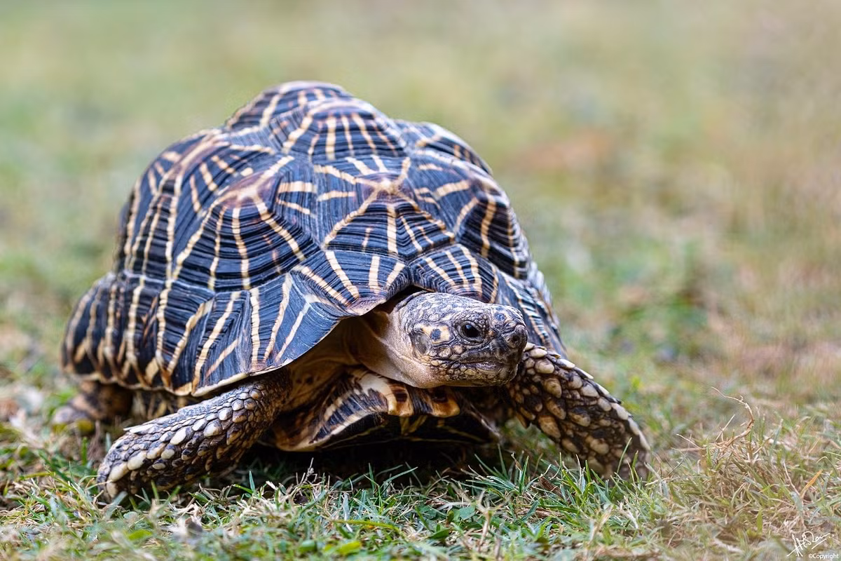 Khi mới nở, mai rùa sao Ấn Độ khá nhẵn. Càng lớn, mai của chúng càng gồ ghề, các tấm mai lồi ra như cái bướu. Đây là một trong số ít loài rùa cạn có đặc điểm này. Ảnh: Atul Mohan.