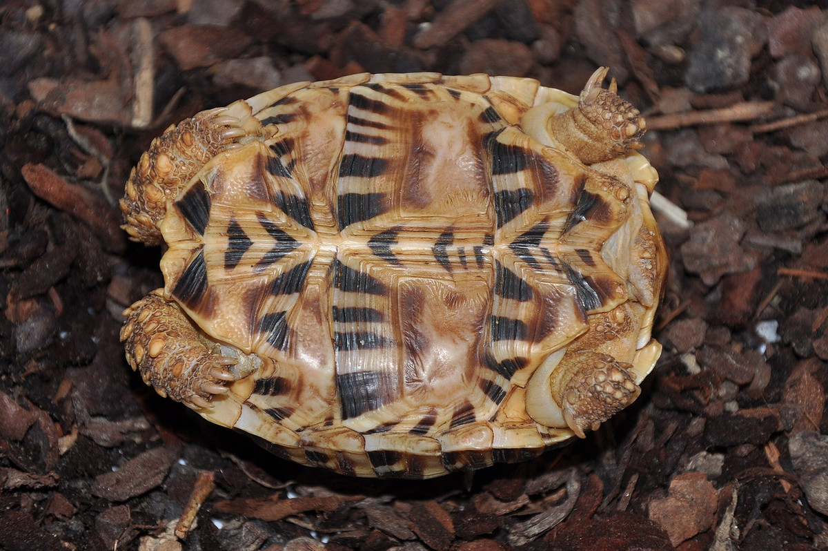 Sự dị hình giới tính của rùa sao Ấn Độ trưởng thành khá rõ ràng. Con cái lớn hơn đáng kể so với con đực. Ngoài ra, yếm của con cái phẳng, còn yếm con đực có dạng lõm. Ảnh: BioLib.