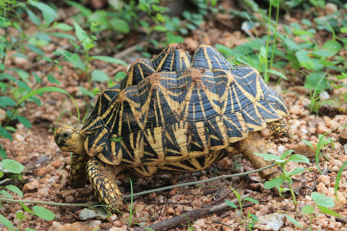 Sinh sống ở vùng khô cằn và rừng cây bụi ở Ấn Độ và Sri Lanka, rùa sao Ấn Độ (Geochelone elegans) được nhiều người coi là loài rùa đẹp nhất thế giới. Ảnh: ZooChat.